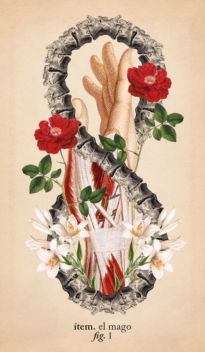 Foto 4 pulgar | El Tarot De Anatomía Y Botánica Antigua (libro + Cartas) De Claire Goodchild Librero