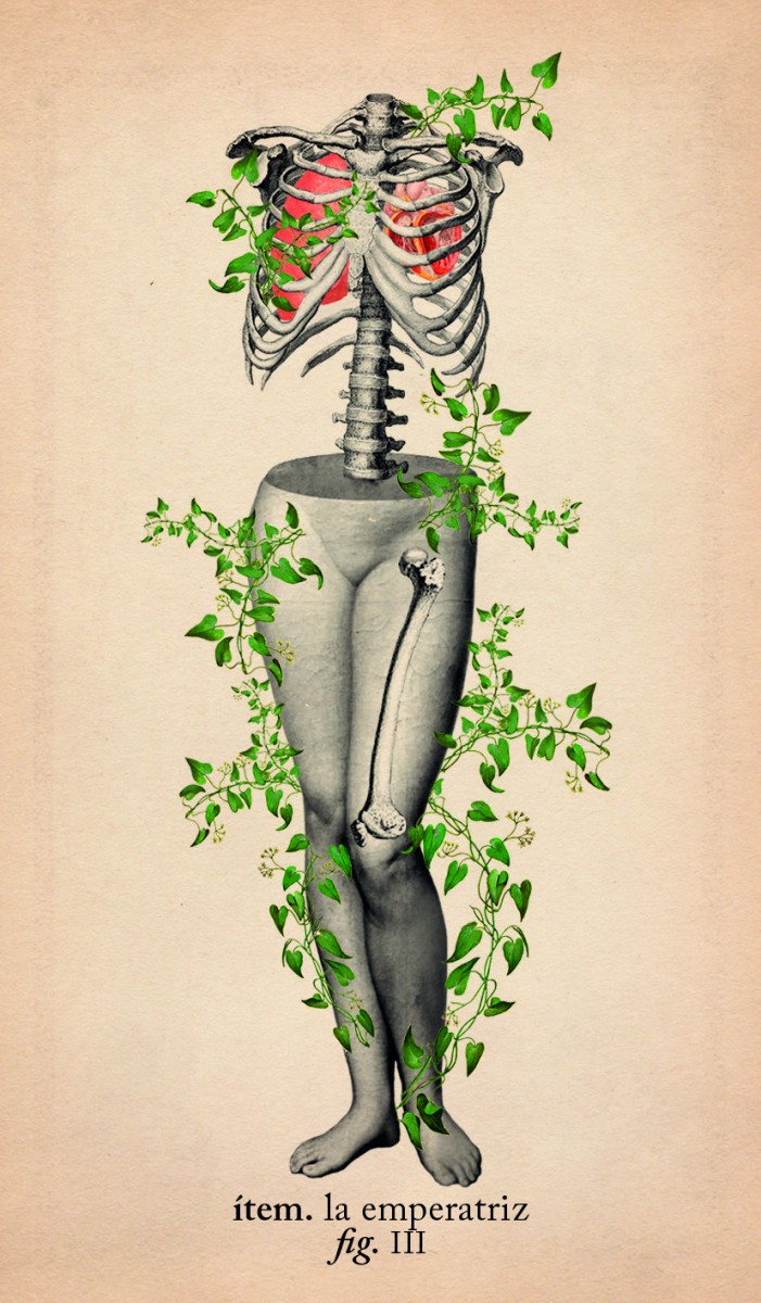 Foto 6 pulgar | El Tarot De Anatomía Y Botánica Antigua (libro + Cartas) De Claire Goodchild Librero