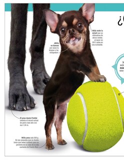Foto 3 | ¡increíble Pero Cierto! Animales Autor Dk