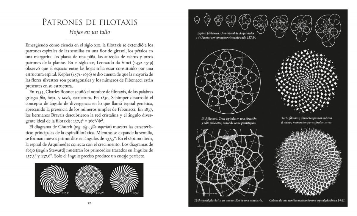 Foto 4 pulgar | La Proporcion Aurea Scott Olsen Librero Pasta Dura