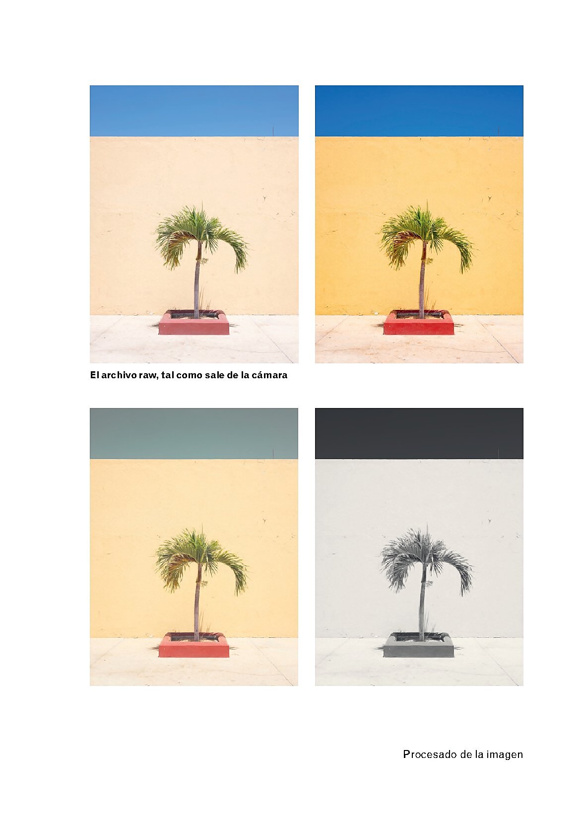 Foto 3 | Cuando Haya Leido Este Libro Podra Tomar Buenas Fotografias Benedict Brain Blume Pasta Dura
