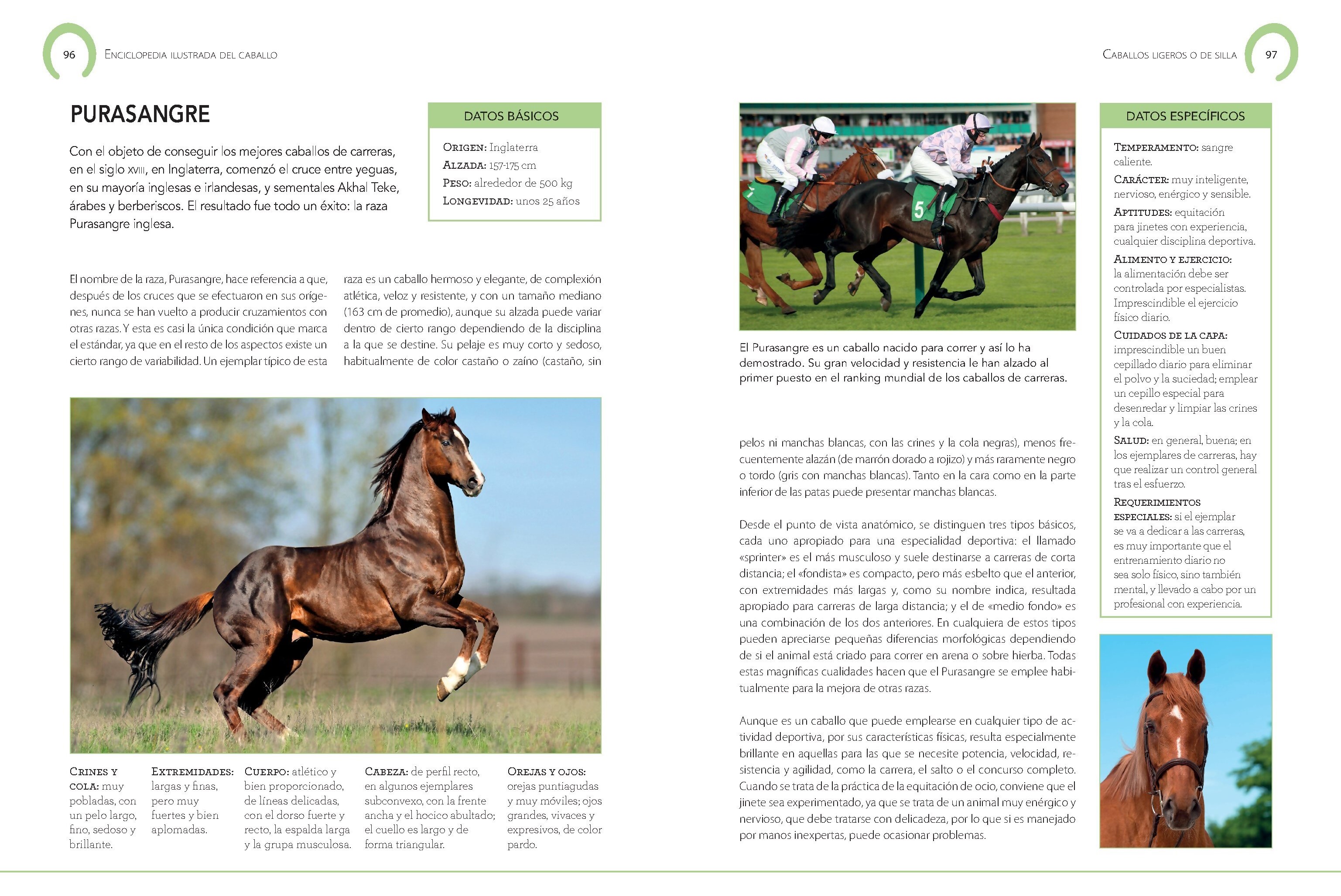 Foto 5 pulgar | Enciclopedia Ilustrada Del Caballo De Carmen Martul Marin Tapa Dura