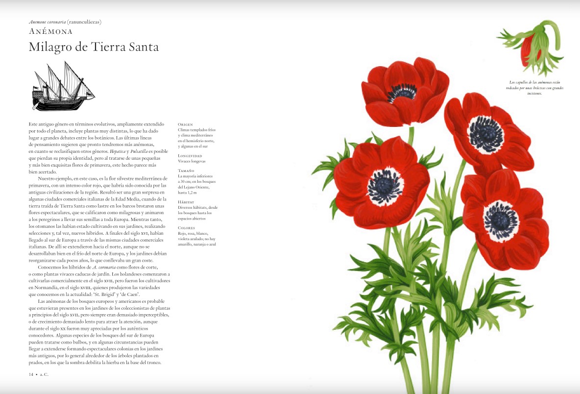 Foto 4 pulgar | Historia De Las Flores Noel Kingsbury Y Chalotte Day Blume Pasta Dura
