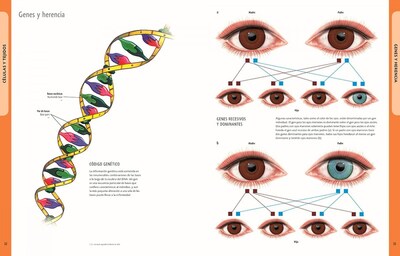 Foto 2 | Cuerpo Humano (manual De Identificacion) Ken Ashwell Librero Tapa Blanda