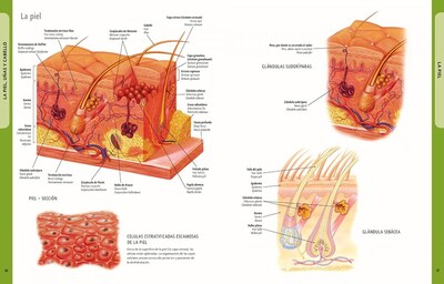 Foto 3 | Cuerpo Humano (manual De Identificacion) Ken Ashwell Librero Tapa Blanda