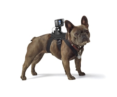 Foto 1 | Arnés Para Perros Gopro Fetch, Soporte Oficial Para Gopro - Venta Internacional.