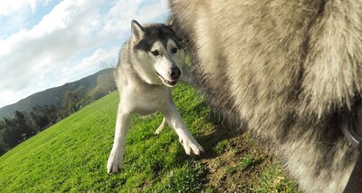 Foto 2 | Arnés Para Perros Gopro Fetch, Soporte Oficial Para Gopro - Venta Internacional.