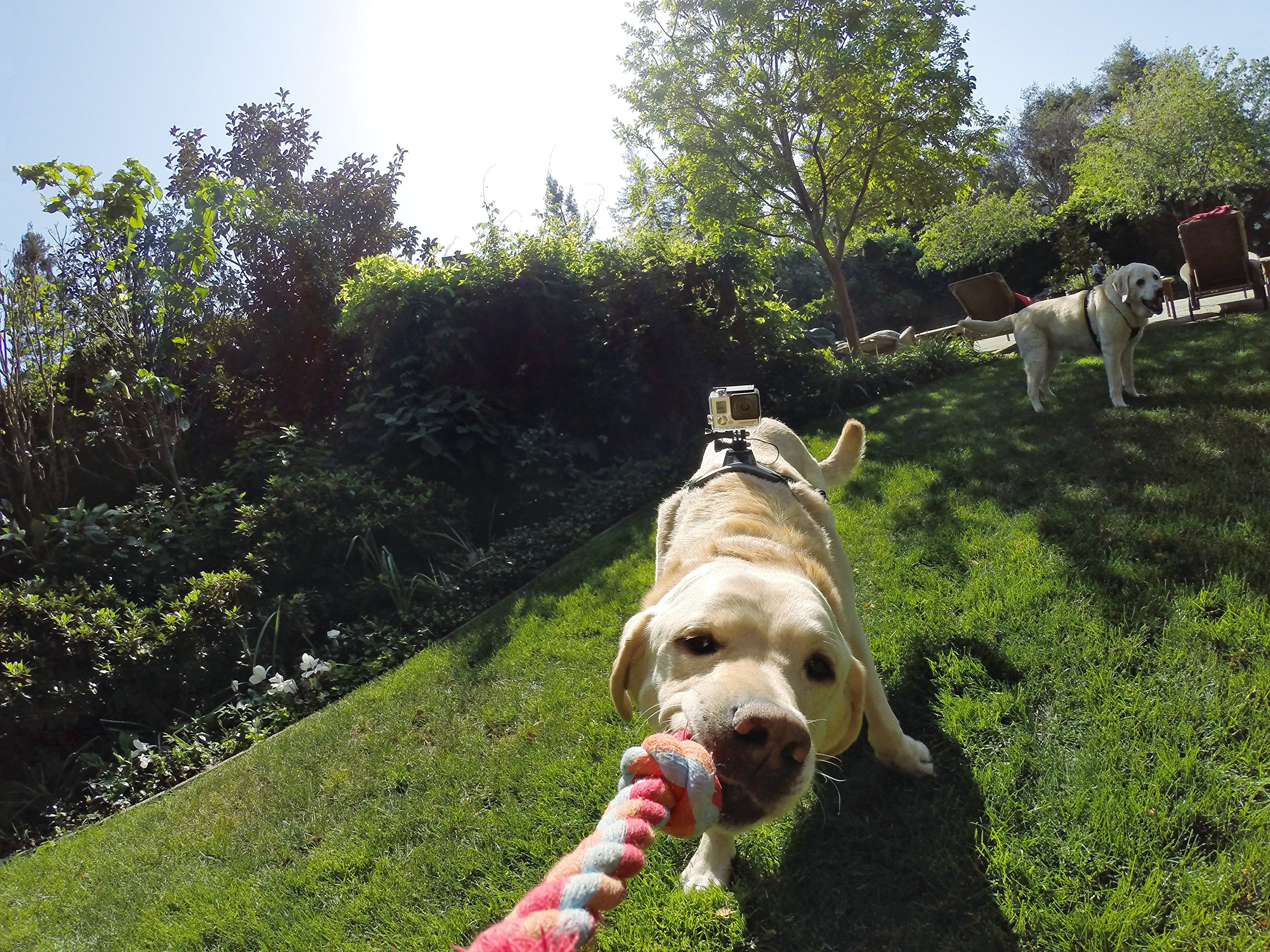 Foto 7 pulgar | Arnés Para Perros Gopro Fetch, Soporte Oficial Para Gopro - Venta Internacional.