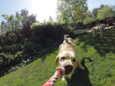 Foto 6 | Arnés Para Perros Gopro Fetch, Soporte Oficial Para Gopro - Venta Internacional.