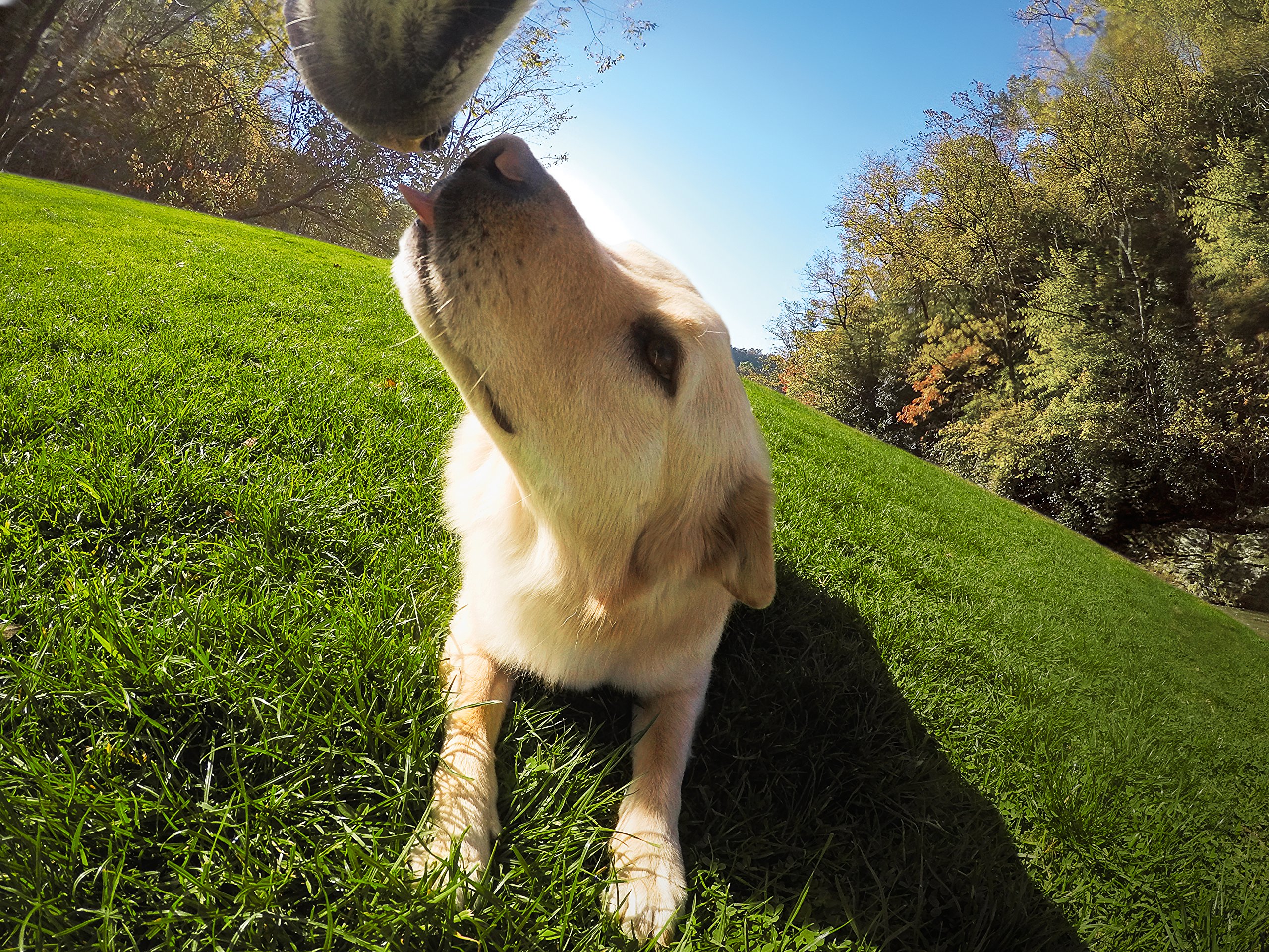 Foto 7 | Arnés Para Perros Gopro Fetch, Soporte Oficial Para Gopro - Venta Internacional.