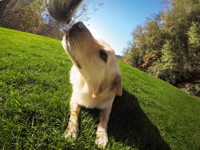Foto 7 | Arnés Para Perros Gopro Fetch, Soporte Oficial Para Gopro - Venta Internacional.