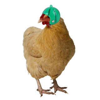 Foto 4 | Casco De Pollo Huoguo Divertido Protector Para Aves - Venta Internacional.