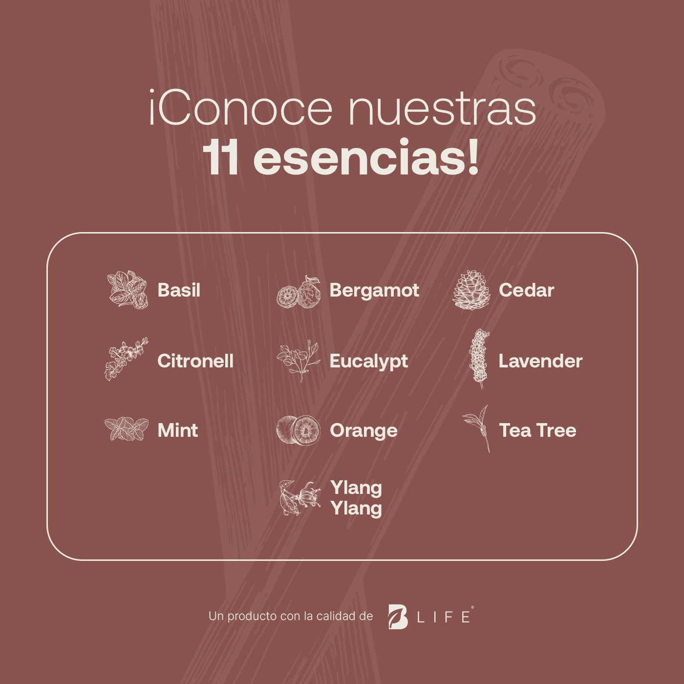 Foto 5 | Aceite Esencial | Ingredientes Puros Y Naturales, Aromalogía De 50 Ml. Aceite Esencial Canela (cinnamon), B Life.