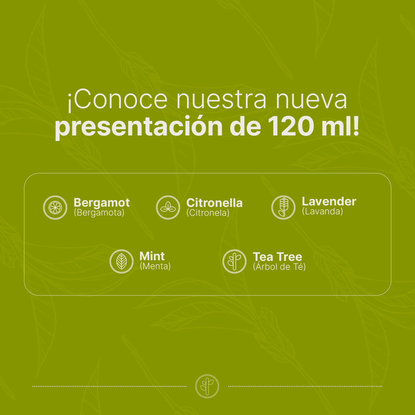 Foto 5 | Aceite Esencial | Ingredientes Puros Y Naturales, Aromalogía De 120 Ml. Aceite Esencial Árbol De Té (tea Tree), B Life