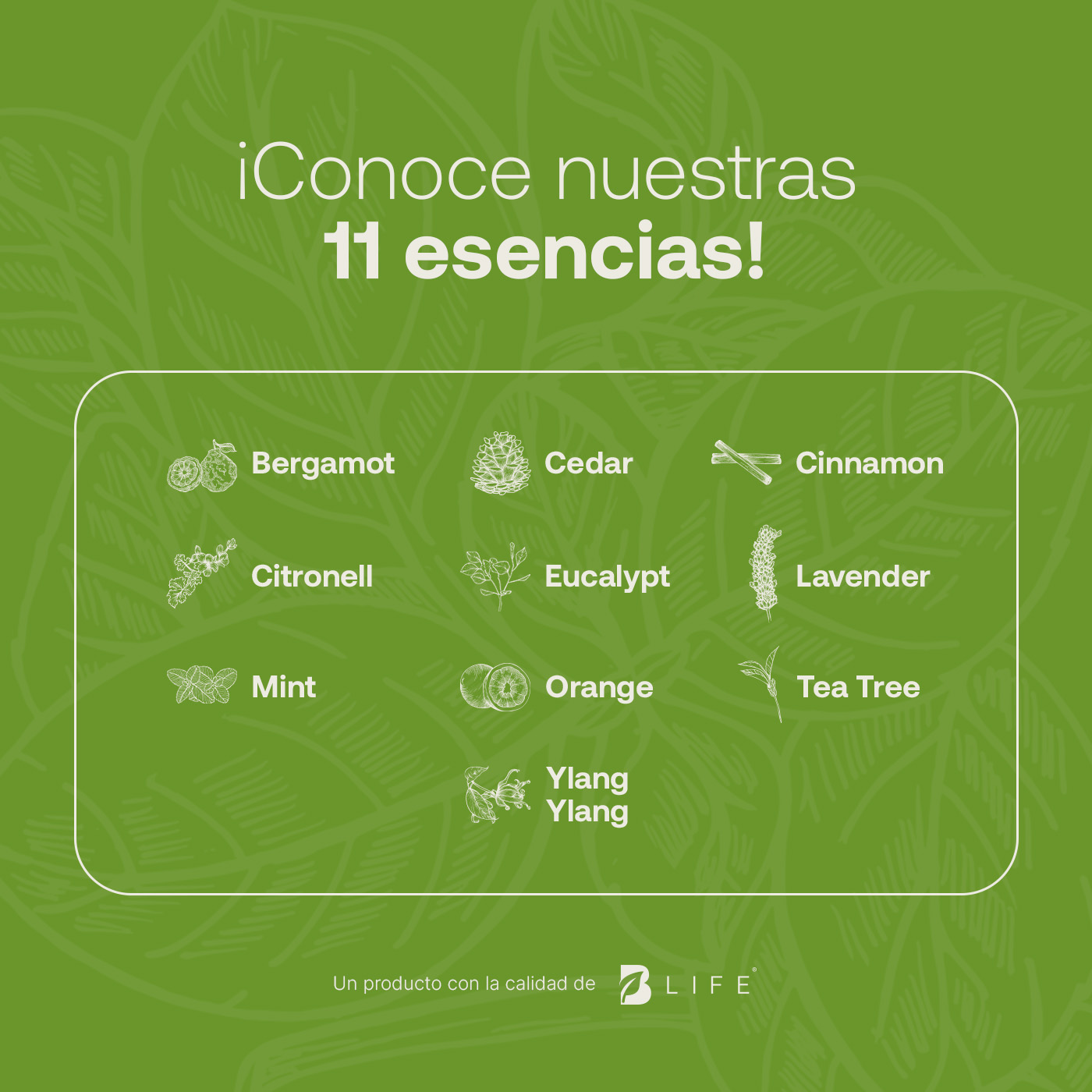 Foto 5 | Aceite Esencial B Life Basil de 50 ml