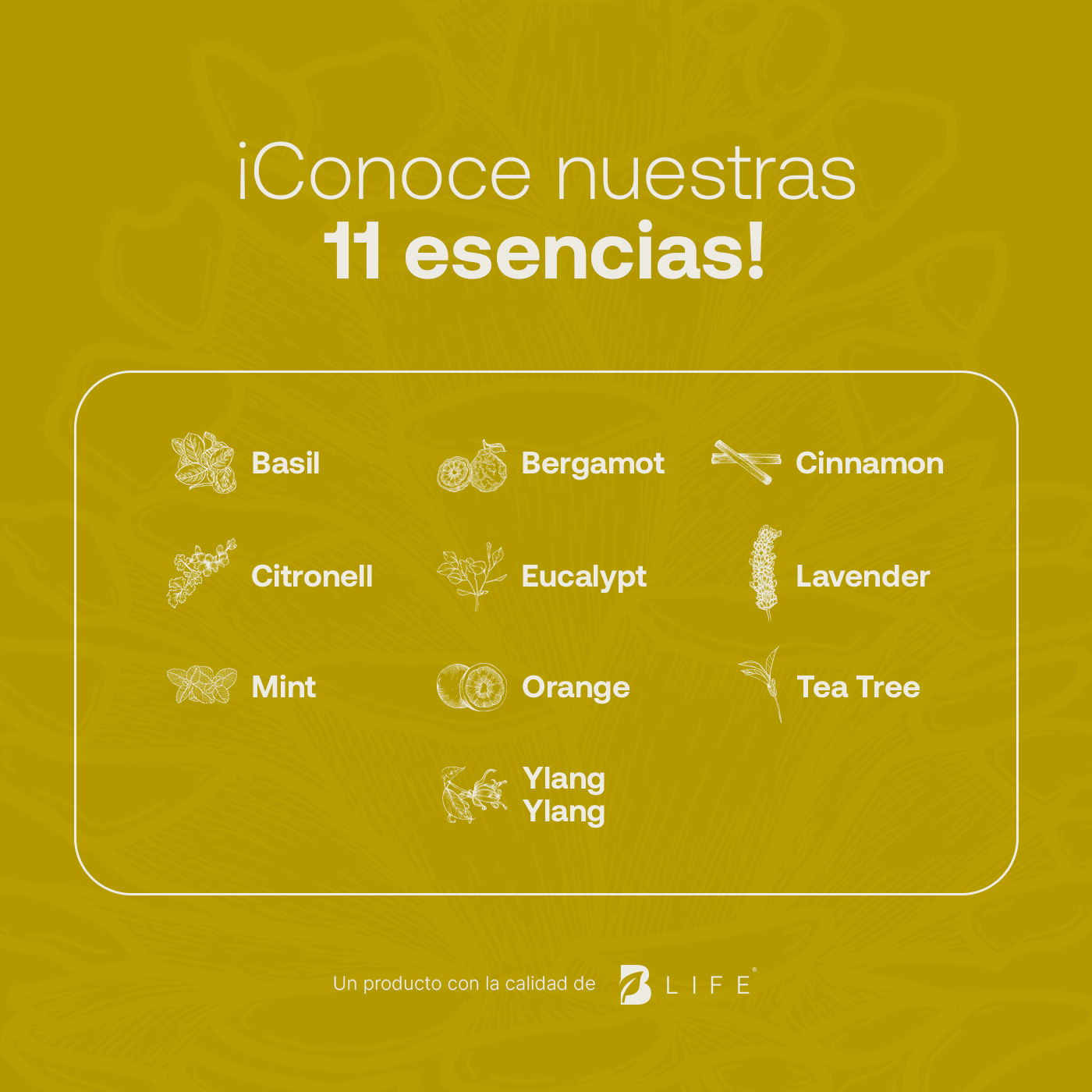 Foto 5 | Aceite Esencial de Cedro B Life - 50ml de Ingredientes Naturales y Puros