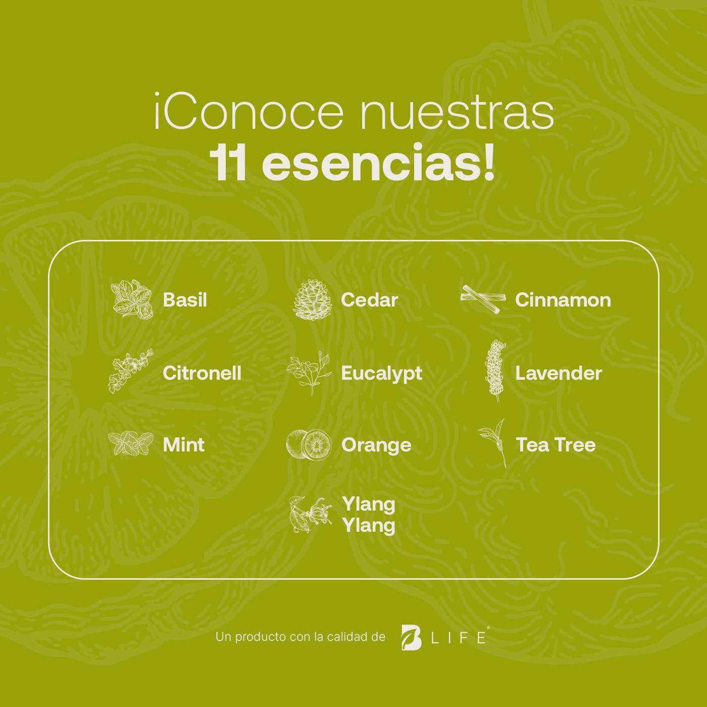 Foto 6 pulgar | Aceite Esencial B Life Bergamota de 50 ml