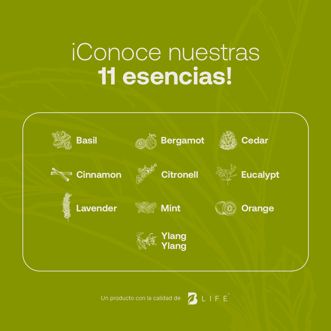 Foto 5 | Aceite Esencial B Life Tea Tree 50 Ml