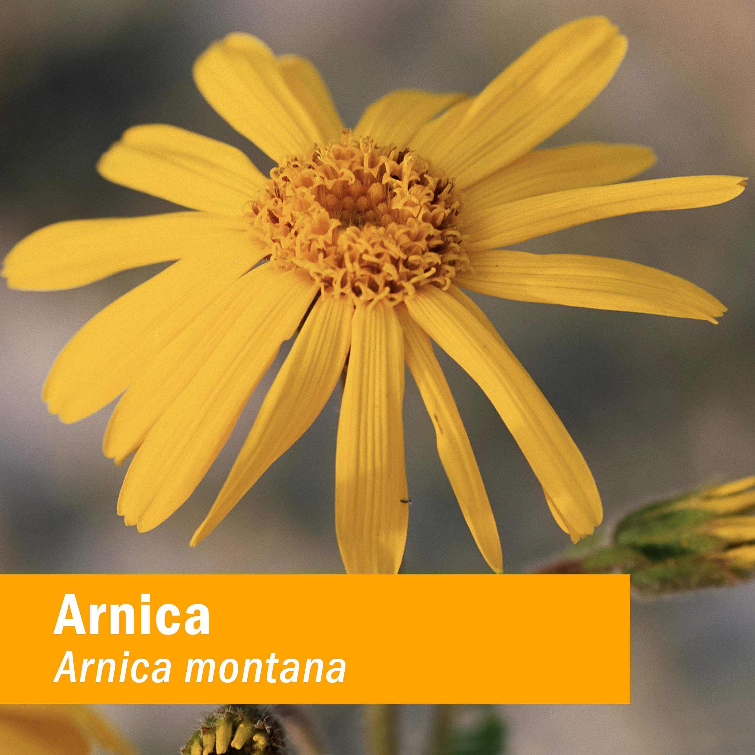 Foto 4 pulgar | Aceite De Árnica Herb Pharm, Certificado Orgánico, 30 Ml, Para Uso Externo - Venta Internacional.