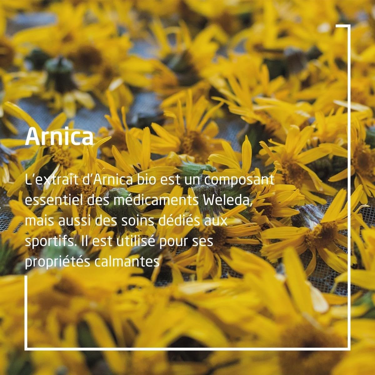 Foto 4 pulgar | Aceite De Masaje Weleda Arnica 100ml - Venta Internacional.