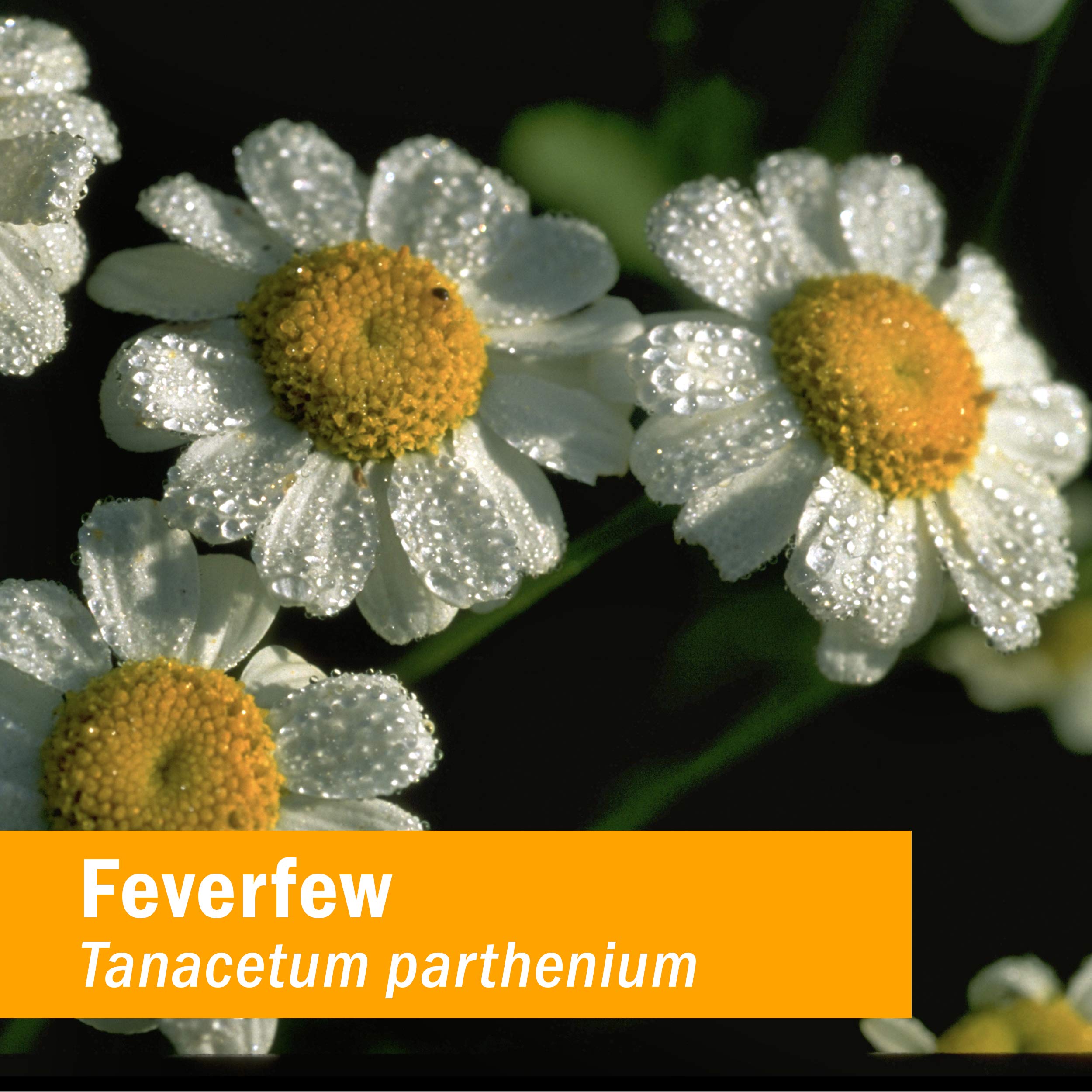 Foto 3 pulgar | Extracto Líquido Herb Pharm Feverfew Organic 30 Ml Minor Pain - Venta Internacional.