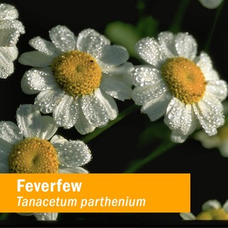 Foto 2 | Extracto Líquido Herb Pharm Feverfew Organic 30 Ml Minor Pain - Venta Internacional.