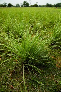 Foto 4 | Aceite Esencial Dōterra Lemongrass 15ml - Venta Internacional.