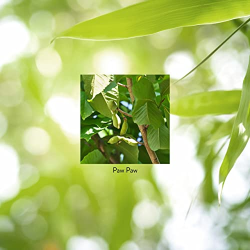 Foto 6 pulgar | Suplemento Nature's Sunshine Paw Paw Cell-reg 180 Cápsulas - Venta Internacional.