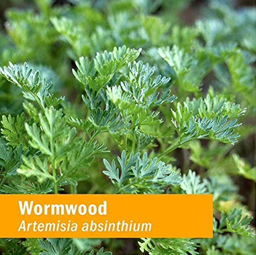Foto 2 | Extracto Líquido De Ajenjo Herb Pharm 30 Ml Para Ayudar A La Digestión - Venta Internacional