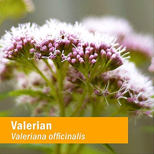 Foto 4 pulgar | Extracto Líquido de Raíz de Valeriana Herb Pharm 120 ml Relax Sleep - Venta Internacional