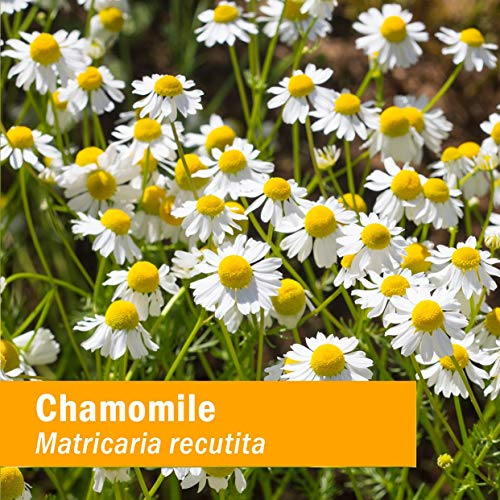 Foto 4 pulgar | Extracto Líquido Herb Pharm Chamomile Organic 120 Ml Nervious - Venta Internacional.