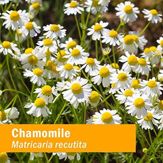 Foto 3 | Extracto Líquido Herb Pharm Chamomile Organic 120 Ml Nervious - Venta Internacional.