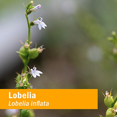 Foto 3 pulgar | Extracto Líquido Herb Pharm Lobelia 30 Ml Para El Aparato Musculoesquelético - Venta Internacional.