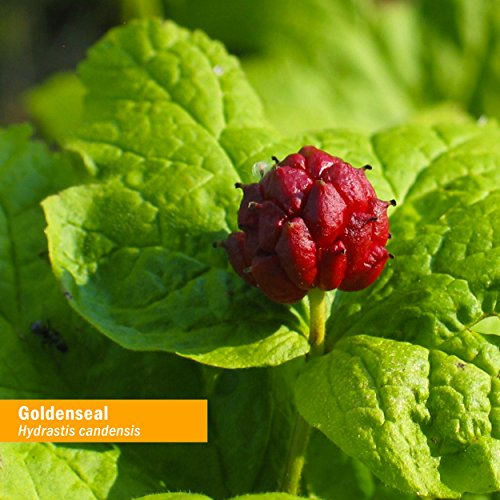 Foto 3 pulgar | Extracto Líquido Herb Pharm Goldenseal 120 Ml Respiratory - Venta Internacional.
