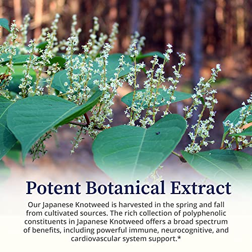 Foto 6 pulgar | Tintura De Hierbas Biopure Japanese Knotweed 60 Ml - Venta Internacional.