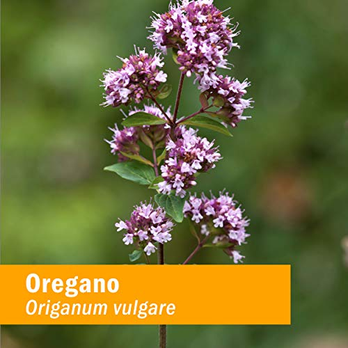 Foto 2 | Suplemento De Extracto De Licor De Orégano De Herb Pharm, 30 Ml - Venta Internacional.