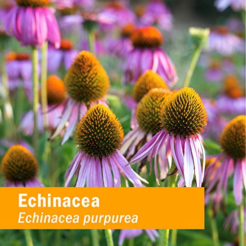 Foto 4 pulgar | Extracto Líquido En Gotas Herb Pharm Super Echinacea 60 Ml - Venta Internacional.
