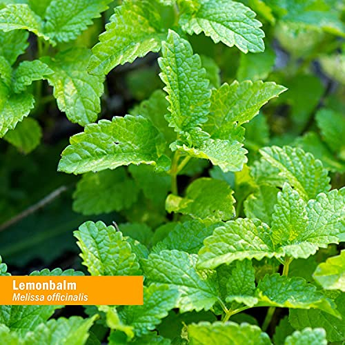 Foto 7 pulgar | Suplemento Herb Pharmy Lemon Balm de 30 Ml-Venta Internacional