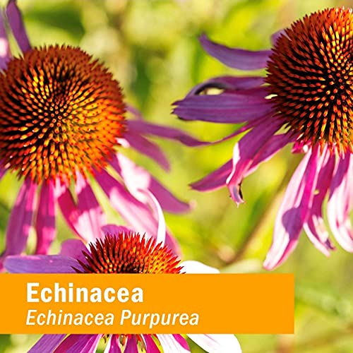 Foto 4 pulgar | Extracto Líquido Herb Pharm Echinacea Glicerite 120 ml para Niños - Venta Internacional