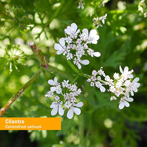 Foto 3 pulgar | Extracto De Cilantro Certificado Orgánico Herb Pharm 30 Ml - Venta Internacional
