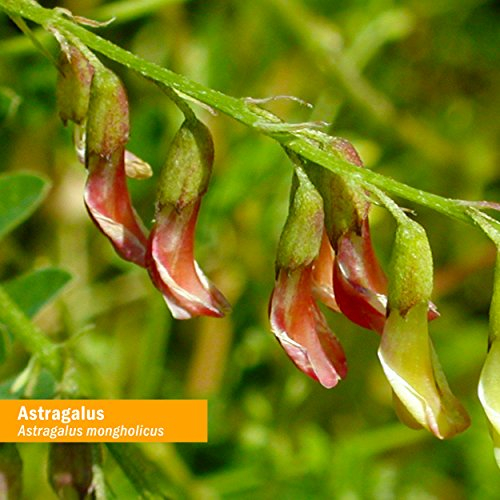 Foto 4 pulgar | Extracto Líquido Herb Pharm Astragalus 120 Ml Organic Immune - Venta Internacional.