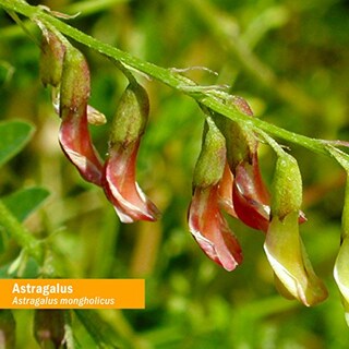 Foto 3 | Extracto Líquido Herb Pharm Astragalus 120 Ml Organic Immune - Venta Internacional.