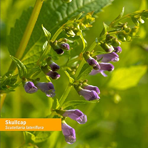 Foto 6 | Extracto Líquido Herb Pharm Skullcap Orgánico Certificado 30 Ml - Venta Internacional.