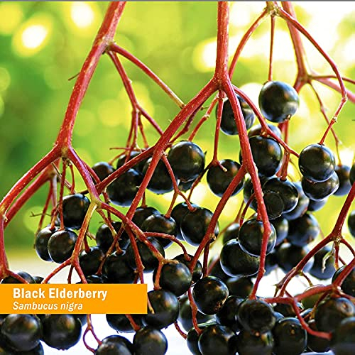Foto 4 pulgar | Extracto Líquido Herb Pharm Black Elderberry 120 Ml Orgánico - Venta Internacional
