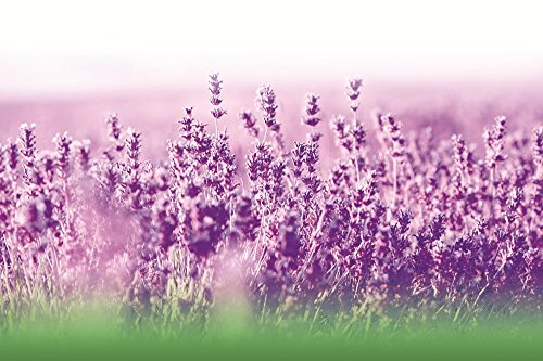 Foto 6 pulgar | Suplemento Biológico De Aceite Puro De Lavanda, 500 Mg, 40 Cápsulas Blandas - Venta Internacional.