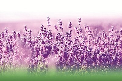 Foto 5 | Suplemento Biológico De Aceite Puro De Lavanda, 500 Mg, 40 Cápsulas Blandas - Venta Internacional.