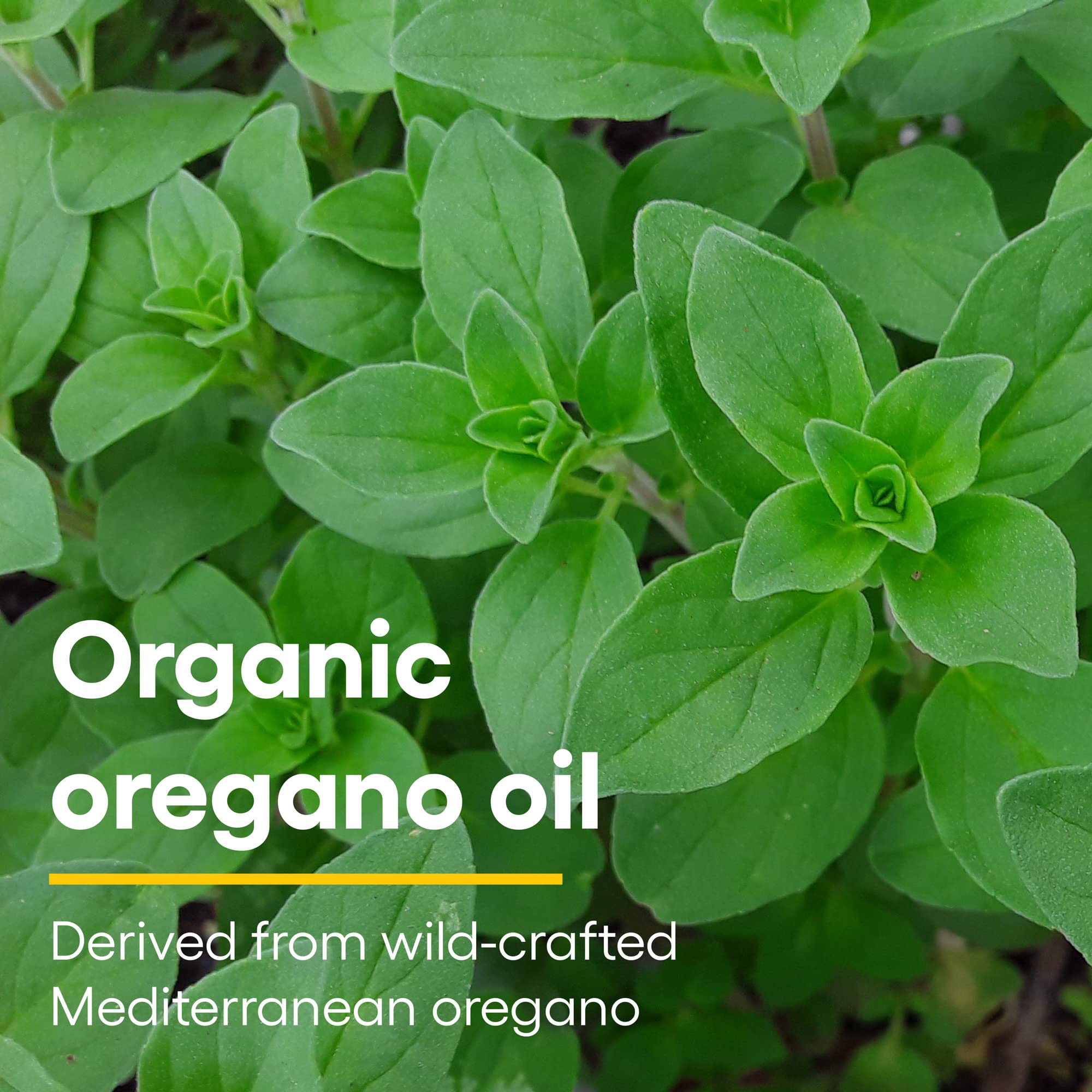 Foto 4 pulgar | Suplemento Natural Factors de Aceite de Orégano 60 ml Vegano Sin Ogm - Venta Internacional
