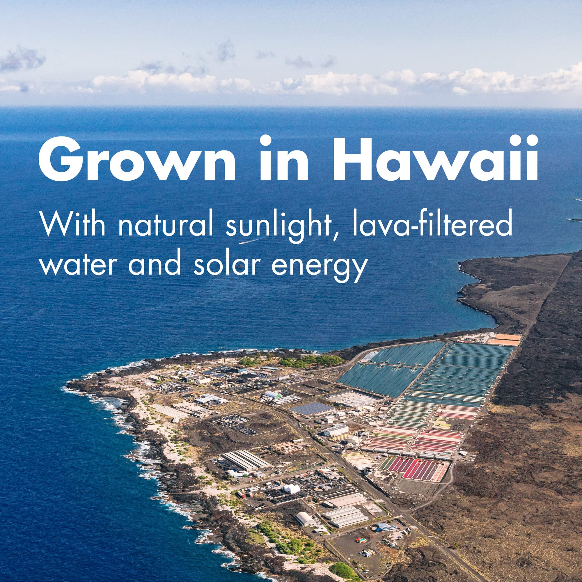 Foto 4 | Suplemento Nutrex Hawaii Pure Hawaii Spirulina Hawaiana 500 Mg 200 Tabletas - Venta Internacional