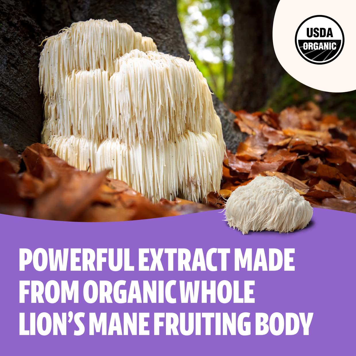 Foto 4 pulgar | Suplemento FreshCap Lions Mane Mushroom Memory Immunity 60 g - Venta Internacional