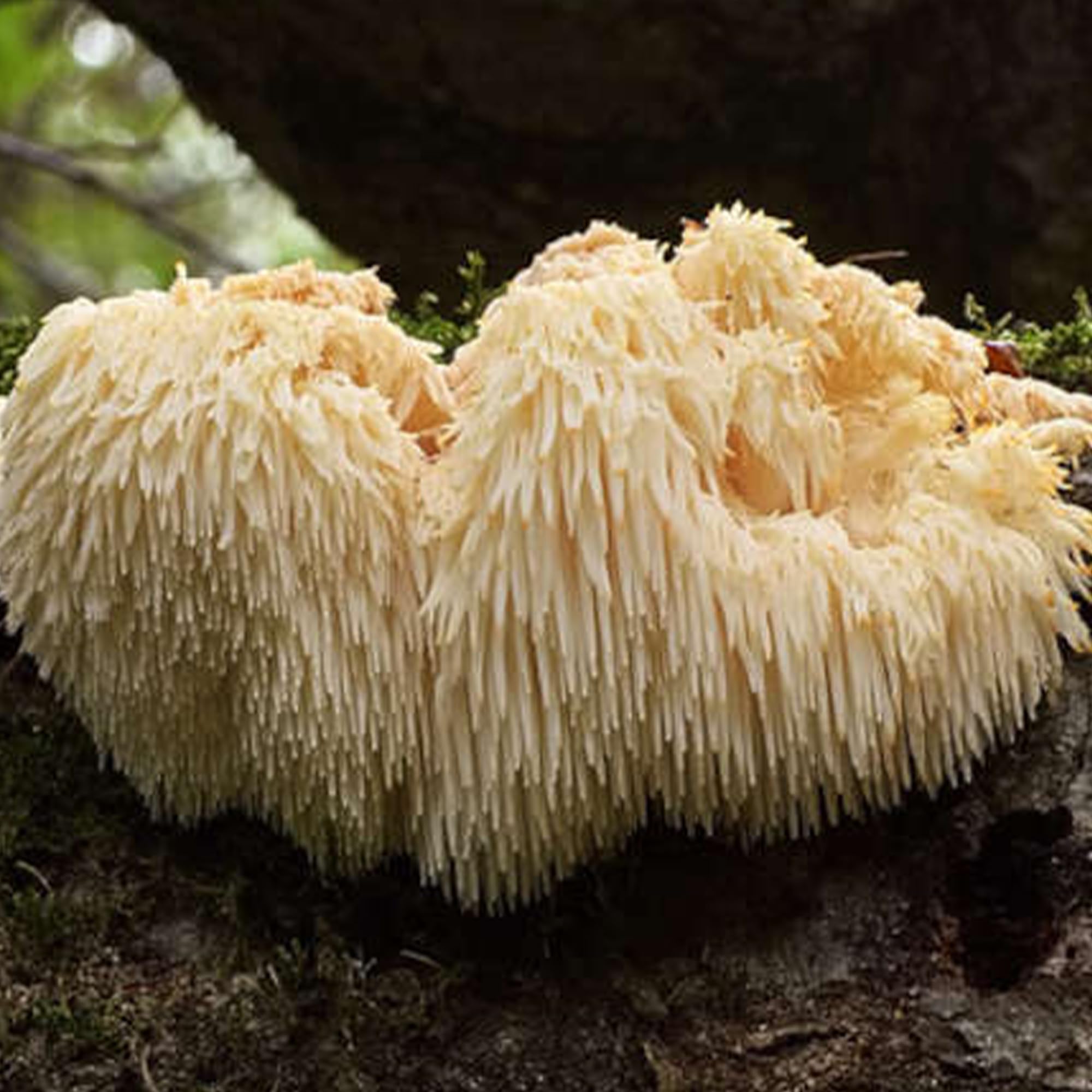 Foto 6 | Suplemento Earthborn Elements Lion's Mane 200 Cápsulas - Venta Internacional.